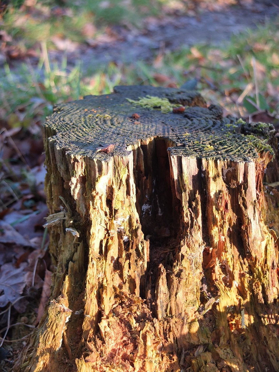 tree stump, tree trunk, tree-237355.jpg